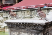 2016-05-23 Siena - Piazza del Campo - Fonte Gaia 08