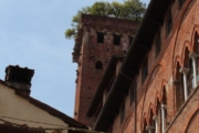 2016-05-26 Lucca - Guinigi Tower 03