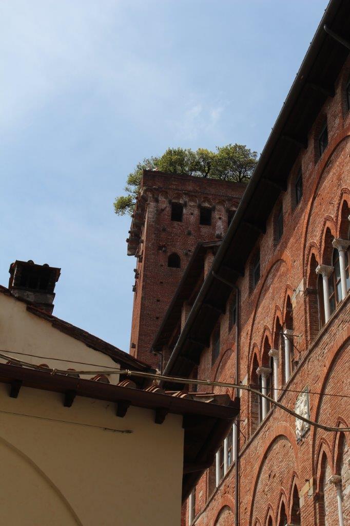 2016-05-26 Lucca - Guinigi Tower 03