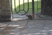 Reading - Abbey Ruins