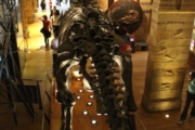 Natural History Museum