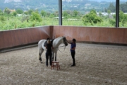 Donna With Venturoso at Hippikos